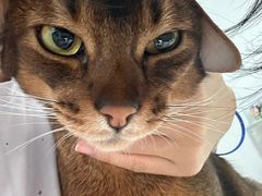 -瑞派康怡24h宠物医院·犬猫医疗中心·微创绝育(瑞景分院)