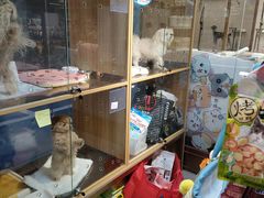 -FAELING PETS美天灵宠物(富力广场店)