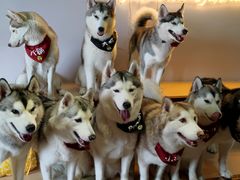 -Husky Go! 哈士奇体验馆·宠物咖啡厅狗咖