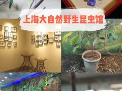 -上海大自然野生昆虫馆