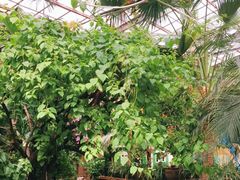 -呀路古热带植物园