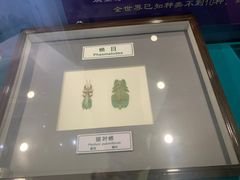 -上海昆虫博物馆