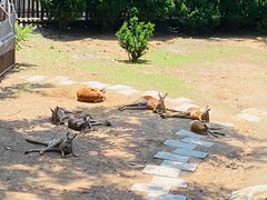 -大连森林动物园