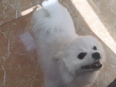 -A猫a狗全科·犬猫异宠·芥西宠物医院(南开总院)