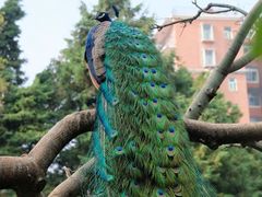 -昆明动物园