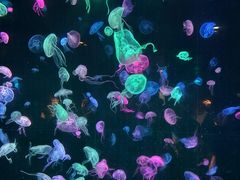 -珠海长隆海洋王国
