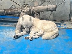 -泉城欧乐堡海洋极地世界