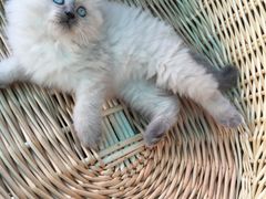-喵zoo家庭繁育猫舍(尖东智能花园店)