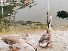 -北京鹿世界主题园