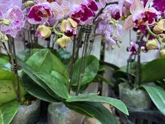 -双季花艺园艺市场(浦东店)