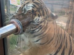 -横道河子东北虎林园