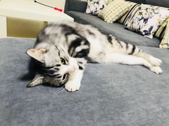 -猫大福·Fortune Cat猫舍(百子湾店)