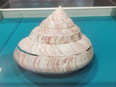 -青岛贝壳博物馆