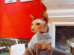-猫色咖啡·猫咖