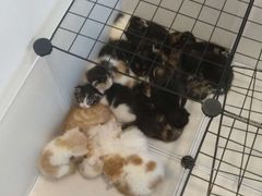 -平行世界·猫咖(首经贸店)