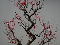 -杭州植物园