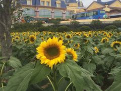 -广州花之恋城堡酒店