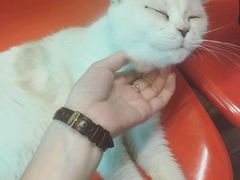 -猫咪博物馆(顶澳仔猫街店)