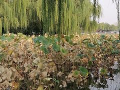 -济南大明湖景区