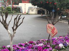 -茶家小妹