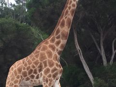 -威勒比开放式动物园