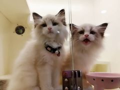 -十年猫舍·猫咪专门店(普陀店)