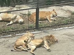 -大连森林动物园