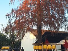 -同里国家湿地公园