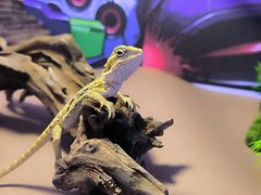 -酷以爬仙阁实体爬宠店·守宫·蜥蜴·专业繁育