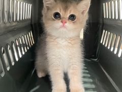 -lincat·猫舍(广州店)