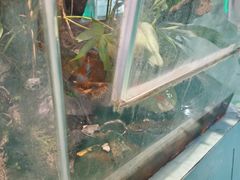 -上海大自然野生昆虫馆(东方明珠·爬宠昆虫探索中心)