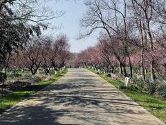 -上海海湾国家森林公园