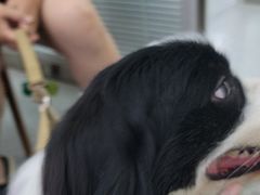 -心仪动物医院·牙专科·肿瘤·心脏科(西客站院)