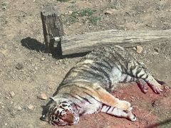 -大连森林动物园