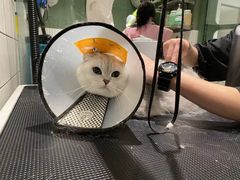 -電力宠物公司(武定路店)