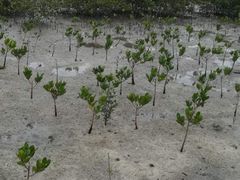 -北海金海湾红树林生态旅游区