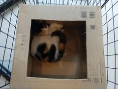 -平行世界·猫咖(首经贸店)