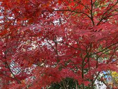 -上海园林（集团）有限公司总部办公楼