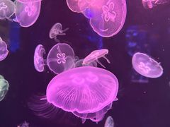 -顺德南宏海立方海洋公园