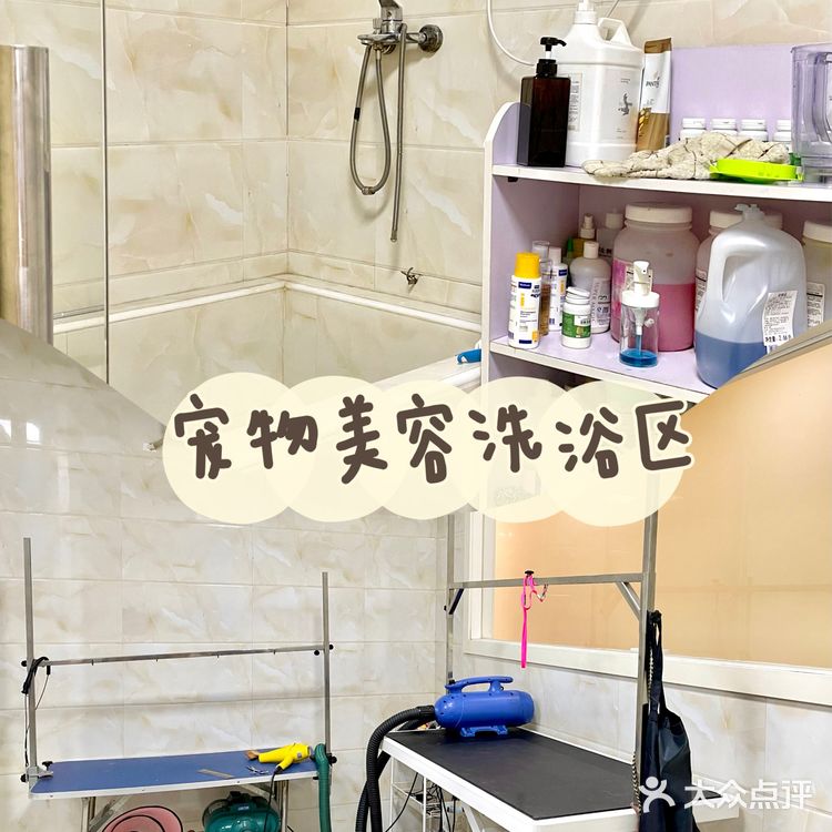 上海宠物店推荐|找到了买猫狗的好地方！