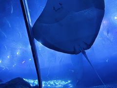 -珠海长隆海洋王国