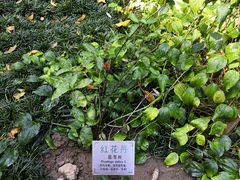 -广州神农草堂中医药博物馆