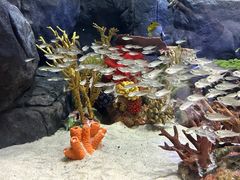 -上海海洋水族馆