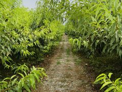 -樂桃源奉贤黄桃种植采摘基地