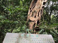 -海南热带雨林国家公园吊罗山景区