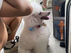 -中农国际动物医院24小时·猫科·骨科·急重症中心