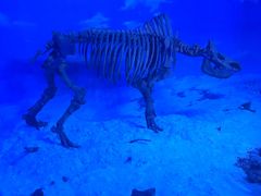 -吉林省自然博物馆