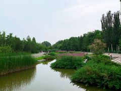-大望京公园