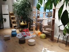 -东方名猫馆·英短金渐层布偶猫舍(环线广场1号楼店)