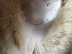 -伟伟宠物医院·CT影像中心·瑞派犬猫综合性门诊(汉口总院)